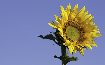 Independence, blue, yellow, flower, sky, sunflower HD wallpaper