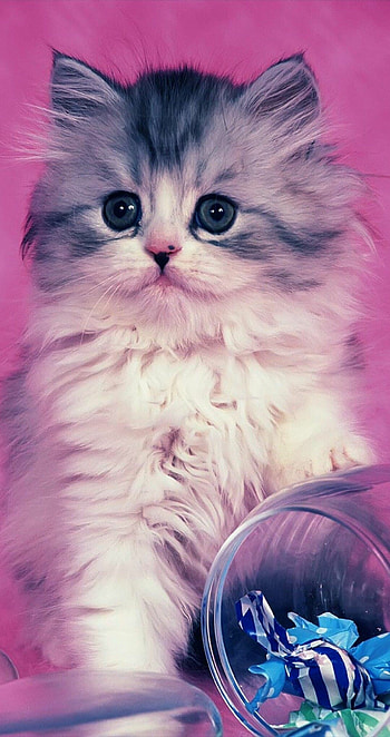 Cats and kittens, satilde, Lovely animals HD phone wallpaper