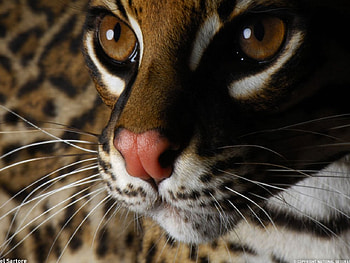 oclot, cool cat HD wallpaper