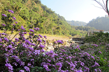 Mountain scenery, scenery, Streams, fliwers, Mountain HD wallpaper