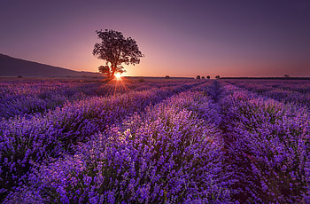 Lavender field at sunrise, rays, morning, glow, beautiful, lonely, tree, sunrise, summer, field, lavender, flowers HD wallpaper