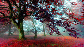 forest, fun, trees, cool, nature HD wallpaper