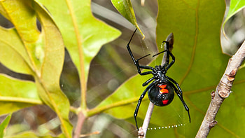 Black widow marvels, Unique spider species, Stunning adventure, Nature's beauty HD wallpaper