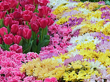 Flowers, Tulips, Chrysanthemum, Carnations, Carpet HD wallpaper