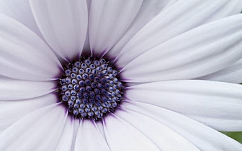 Lilac, Flower, Macro, Bright, Petals HD wallpaper