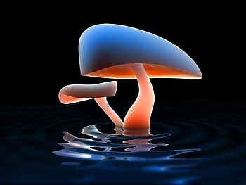 Neon_mushrooms, hot, nature, neon-mushrooms HD wallpaper