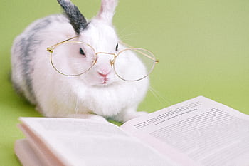 Cute white rabbit wearing glasses, reading a book on a green background. HD wallpaper