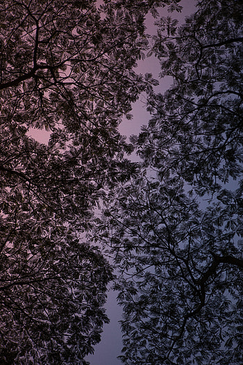 Sky, Violet, Dark, Branches, Purple HD phone wallpaper