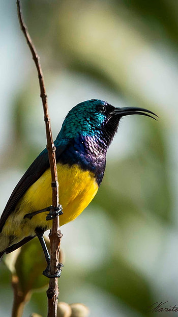 Sunbird, Yellow Black HD phone wallpaper