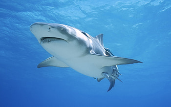 Animals, Sharks, Fishes HD wallpaper