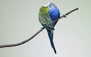 Animals, Birds, Parrots, Couple, Pair, Branch, Budgerigar, Wavy Parrot HD wallpaper