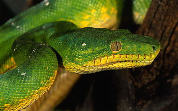 Best snake , Mac , , Impressive collection HD wallpaper
