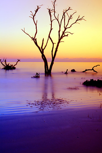Nature, Sunset, Horizon, Wood, Tree, Branches, Driftwood HD phone wallpaper