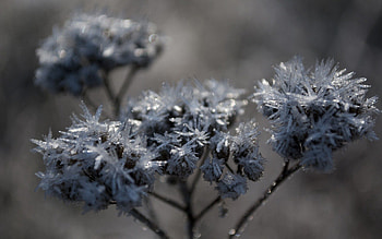 Grass, Plant, Macro, Branch, Frost, Hoarfrost HD wallpaper