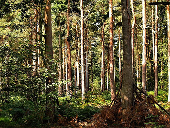 Rows of Trees, trees, bushes, leaves, light HD wallpaper