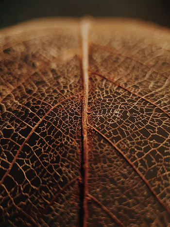 Macro, Brown, Dry, Leaflet, Veins HD phone wallpaper