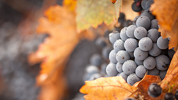 Grapes , U display, Multi-monitor, Smart beauty HD wallpaper