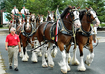 Budwiser 8 Horse Hitch F1C, animal, Clydesdale, horse, graphy, Budwiser, hitch, team, wide screen, equine HD wallpaper