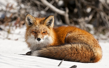 Ultra Arctic fox HD wallpaper