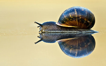 Reflection, Macro, Crawl, Snail, Carapace, Shell, Antennae, Tendrils, Sink HD wallpaper