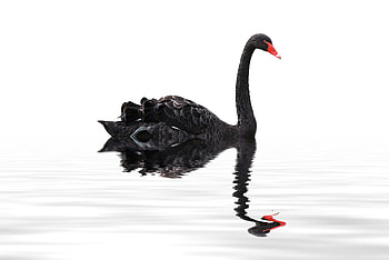 Swan, Animals, Venture investing, Performance HD wallpaper