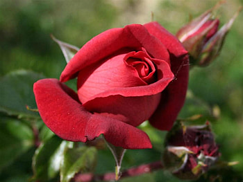 Rose, BEAUTY, FLOWERS, ROSES, NATURE HD wallpaper