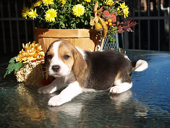 It's a Little Slippery, glass, puppy, beagle, flowers HD wallpaper