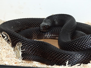 Impressive snake , Dark-themed visuals, Captivating reptile, Stunning ry HD wallpaper