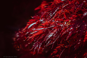 Leaves, Plant, Macro HD wallpaper