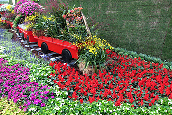 Flowers train, colorful, train, flowers, plants HD wallpaper