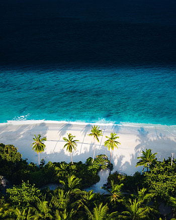 Beach, Nature, Sea, Palms, View From Above HD phone wallpaper