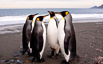 Animals, Birds, Pinguins HD wallpaper