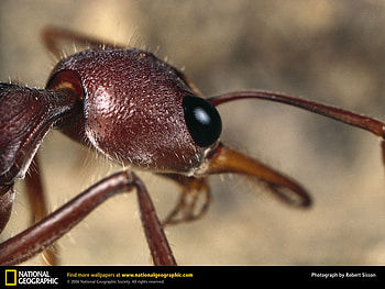 empire of ants, close-up, insects, bug, ant HD wallpaper