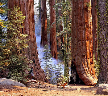 Sequoia Trees, trees, sequoia, big, tall HD wallpaper