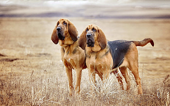 Bloodhound, High-resolution , Canine companions, Dog breed HD wallpaper