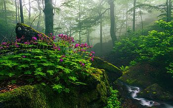 Scent of Spring, rhododendrons, leaves, plants, blossoms, trees, water HD wallpaper