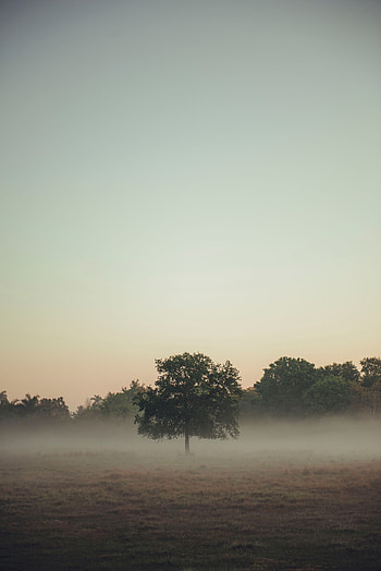 Nature, Trees, Fog, Field HD phone wallpaper