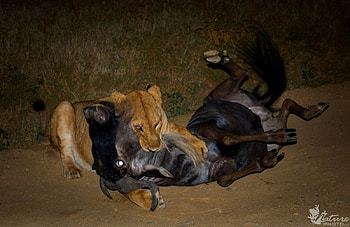 THE LAW OF THE JUNGLE, africa, predators, kill, cats, night graphy, lions HD wallpaper