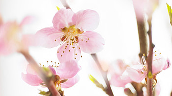 Flowers, Macro, Bloom, Flowering, Branch, Spring HD wallpaper