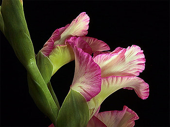 gladiola, pink, white, shaded, flower HD wallpaper