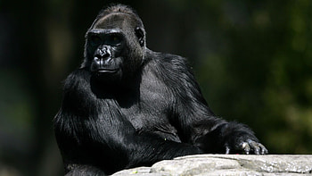 Gorilla beauty, Captivating creature, Wildlife admiration, Animal kingdom HD wallpaper