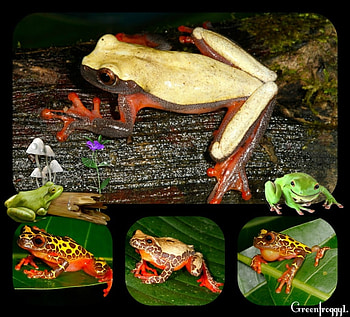 FROGS COLLAGE, FROGS, COLLAGE, CREATION HD wallpaper