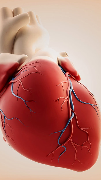Human Heart, human, heart HD phone wallpaper