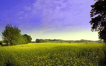 Nature, Flowers, Trees, Summer, Polyana, Glade HD wallpaper