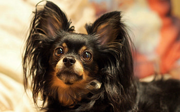 Funny, Animals, Fluffy, Dog, Eyes, Squint, Strabismus HD wallpaper