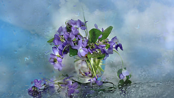 Flowers, Petals, Glass HD wallpaper