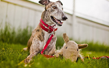 Animals, Grass, Dog, Muzzle, Playful, Collar HD wallpaper