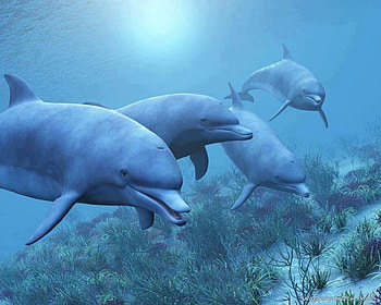 dolphins, water, ocean, animals HD wallpaper