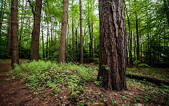 Nature, Trees, Wood, Fern, Tree, Land, Earth, Trunk, Undergrowth, Mighty HD wallpaper