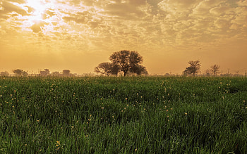 Sunrise in Pakistan, trees, clouds, meadow, Pakistan, sunrise HD wallpaper
